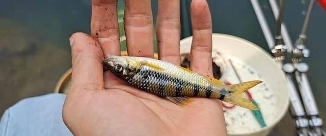 钓点|溪石斑,鱼体虽小价格昂贵,很多钓鱼人根本不懂如何垂钓!