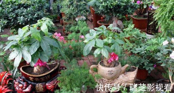 养花缺少生根水怎么办?自己这样制作,安全环保、效果好!