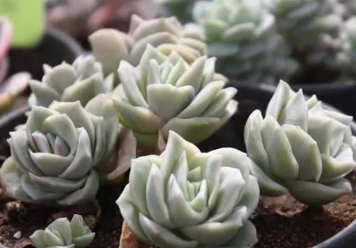 多肉可爱玫瑰如何叶插教你3个小步骤，叶插生根快越长越旺盛