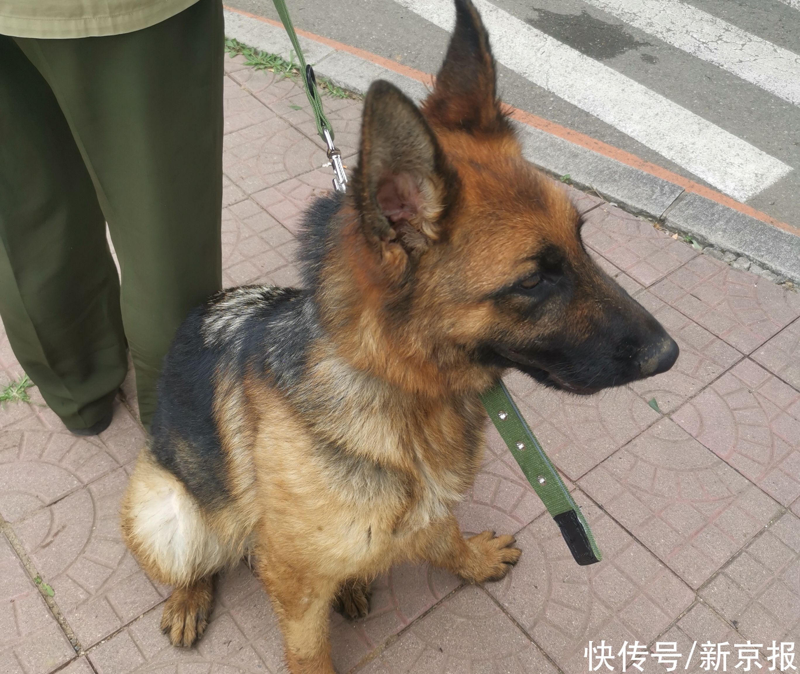 德牧|54只淘汰警犬半天内卖光，最高拍卖价33万元，买犬者不得弃养