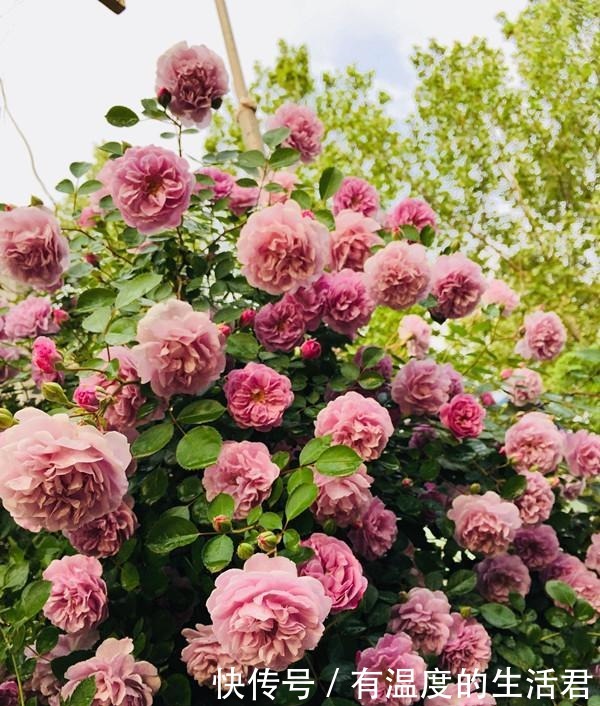 此款藤本花卉,全年都开花,可打造花墙,好看又好养,阳台也能种!