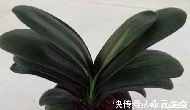 叶子|君子兰这样养，叶子不长偏开花又不夹剪，还可促进叶绿花艳