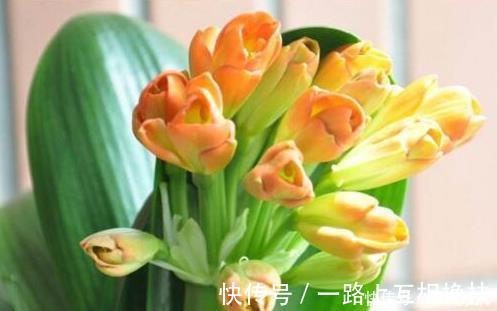 柳树枝|张大爷养君子兰，入秋就浇2种水，一年最少2次花，太养根了！