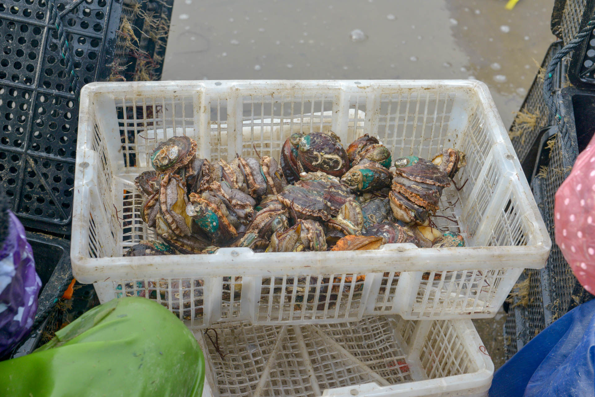 温暖的旅行 自驾第二十五季 观光澳前台湾小镇 休闲龙风头海冰浴场