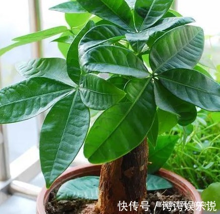 有钱人最喜欢的三种树,养在家里既能招财又能接好运,好看又好养