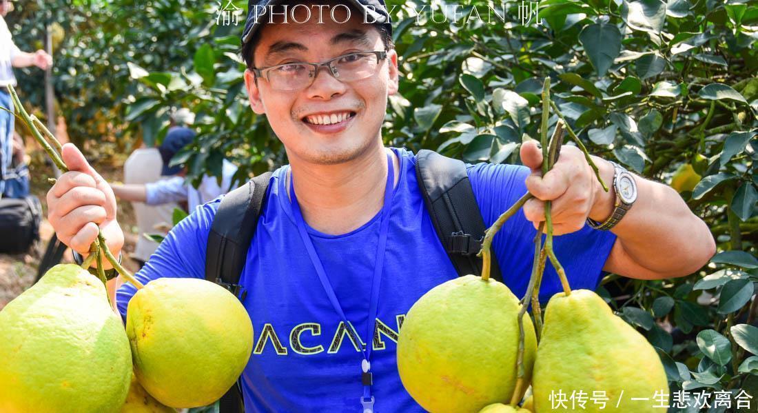 沙田柚|杨贵妃的故乡，苏东坡和徐霞客都曾为其点赞，还是著名的长寿之乡