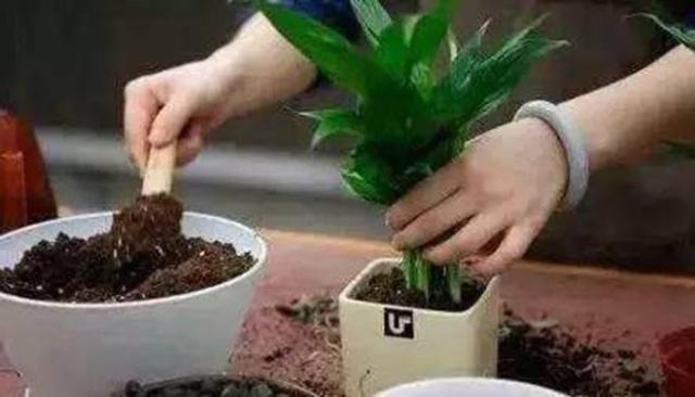 花肥不用买,一把“黑蛋蛋”撒花盆,比啥肥都灵,养花贼壮