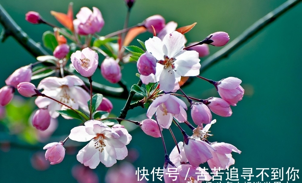 四大生肖|未来一整月,四大生肖财运火爆,好运随身喜结良缘幸福美满!