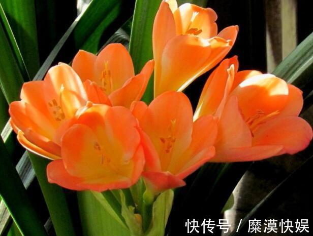 蝴蝶兰|4种公认难养的花,稍有不慎,白忙一场,只剩盆,坑!