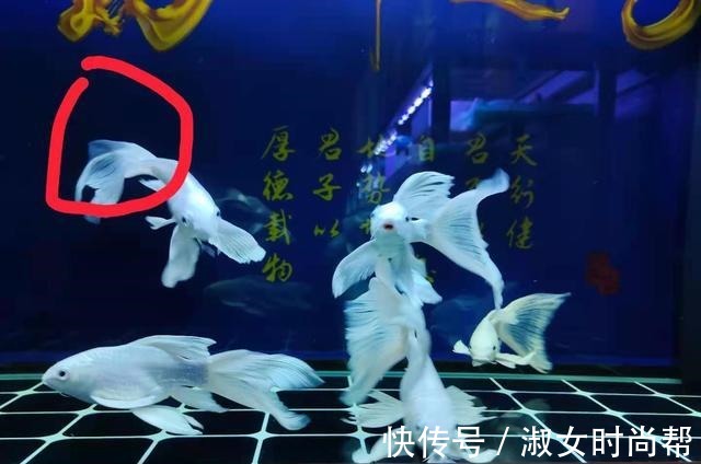 很多观赏鱼的鱼鳍、尾鳍，即使烂掉了也能再生长，没有什么问题！