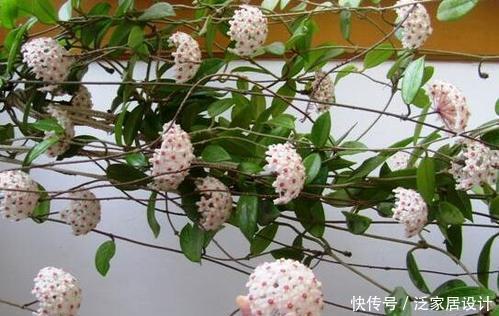 球兰|夏天天热养这3种花,摆在阴凉处就能开花,皮实好养适合新手