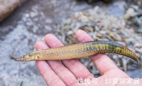 刀鳅|钓鱼人口中的“四大害鱼”，钓鱼时最怕碰到了，其实味道都很鲜美