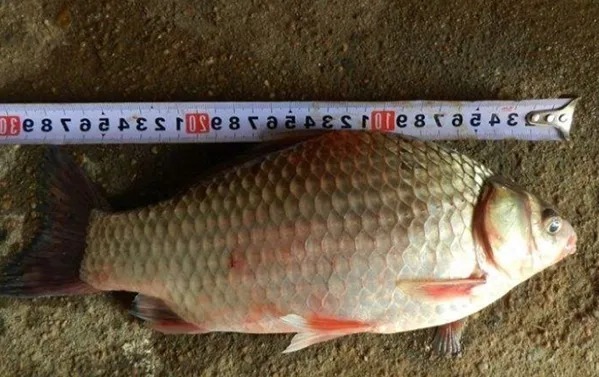 钓了半辈子鱼,才知道拉饵有这“顶尖”用法,可别轻易告诉别人哦