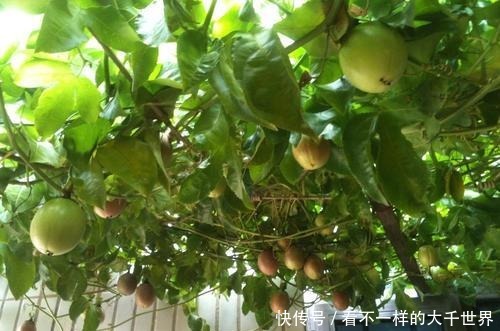 “3种吉祥树”种院里，开花香喷喷，果子“营养高”，好吃又大补