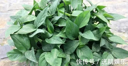 养殖|想要办公室养眼有亮色，这几种“必种”植物不能少，你有吗