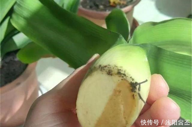 30年的君子兰,长出粗壮大老桩,砍还是不砍!