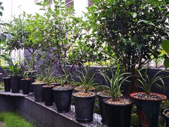 养兰花,记住2口诀,兰花越长越旺盛,再也不怕养不活