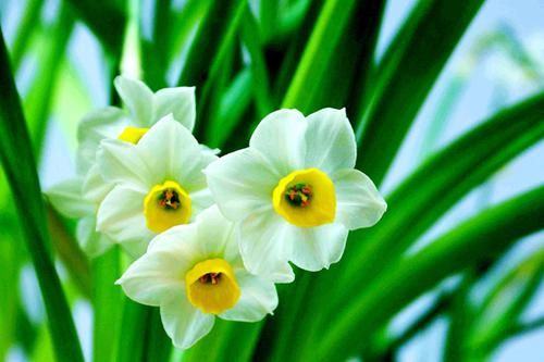 养花试试这几款，及时补充磷钾肥，就能花开不断