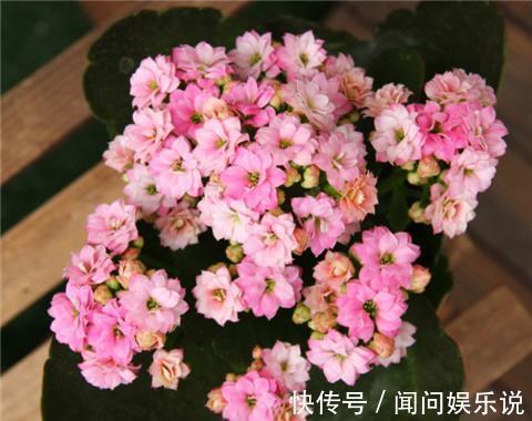 洋葱|最厉害的营养液：给长寿花喝一勺，花开鲜艳，花期长达180天！