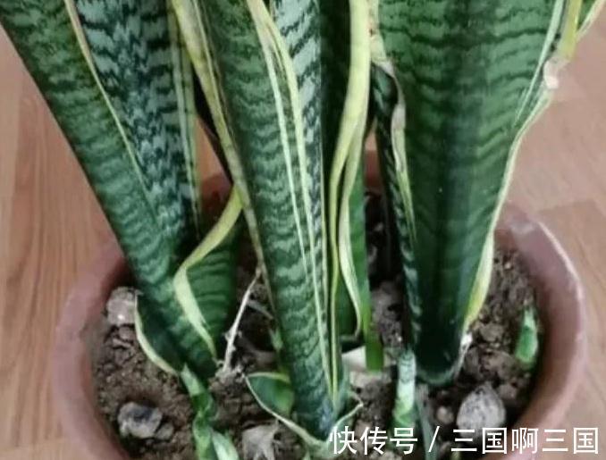 虎皮兰怎么养长得快又爆芽,掌握4个技巧易爆芽,半年长出一米高