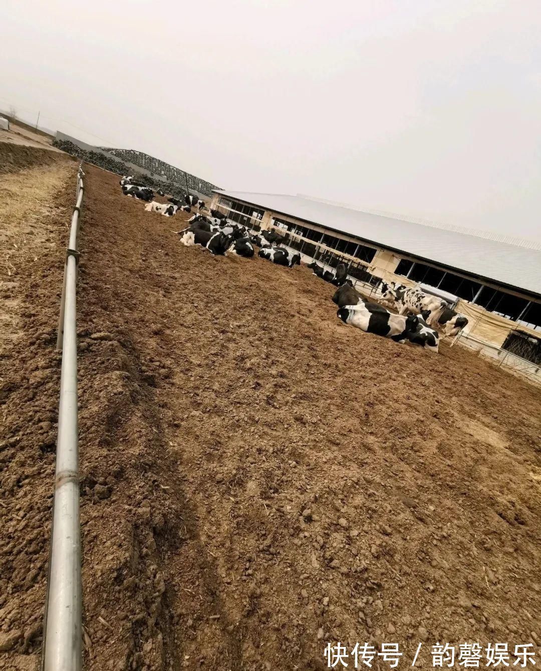 肥料|最好用的养花肥,盆里撒一把,1年不用换盆了