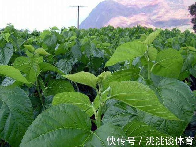 枇杷花|中医建议:农村常见的3种叶子,见了收好,止咳用它,百试百灵