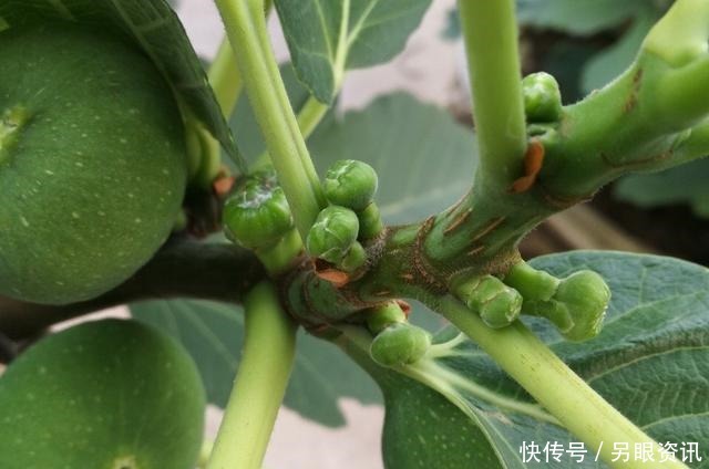 无花果快挂果了，有“2件事”别忘做，果子不止多一倍，甜度高