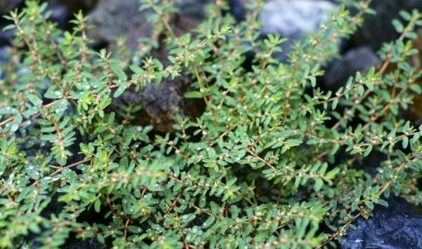 农村|农村这种野草随处可见,人称“血见愁”,价值很珍贵,拔1棵少1棵