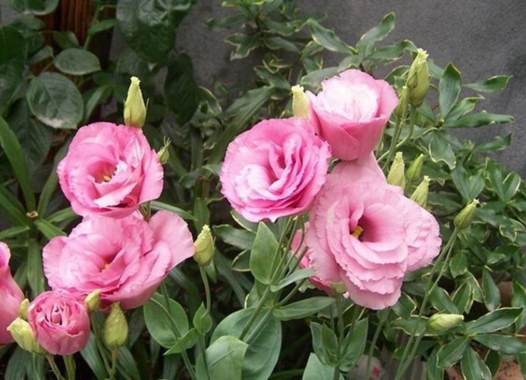 四大切花|被称为“无刺玫瑰”,花期长,好养活,是盆栽中的极品