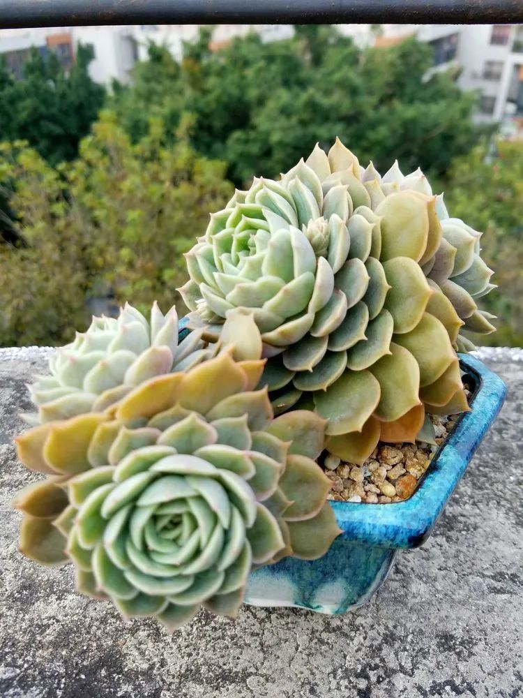 养肉三年，分享养肉经验，谈谈适合逆开挂区的多肉！