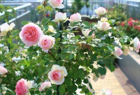 家养4种旺运花，吉祥又喜庆，吉祥富贵，红红火火好运来！