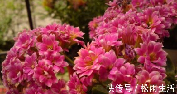 面纱|超好养的木本植物,全年开花,观赏价值高,室内也能种,值得栽培