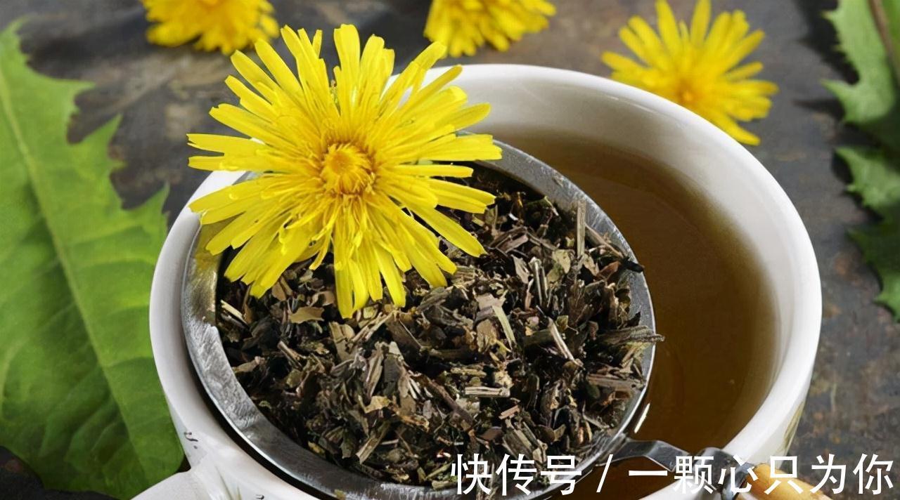 蒲公英泡水|中药新发现?蒲公英能杀死96%癌细胞?真相到底是如何?
