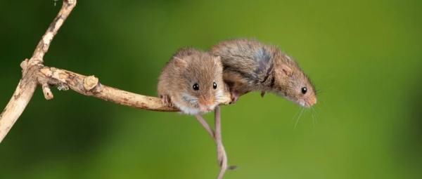 败血症型鼠疫|关于鼠疫,这四个问题你要知道!