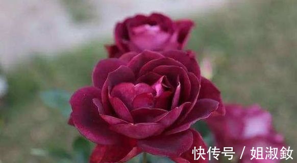 万山红遍|喜欢养花不妨养盆“葡萄冰山”,株型饱满,花大色艳,适合盆栽养