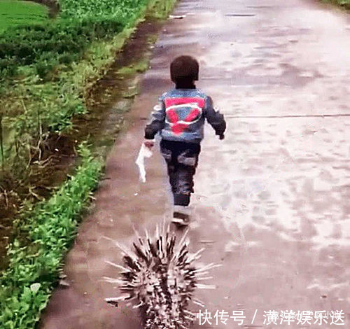 小明|小孩被同学欺负,隔天带了“凶兽”去复仇,老爸知道后赶紧去追