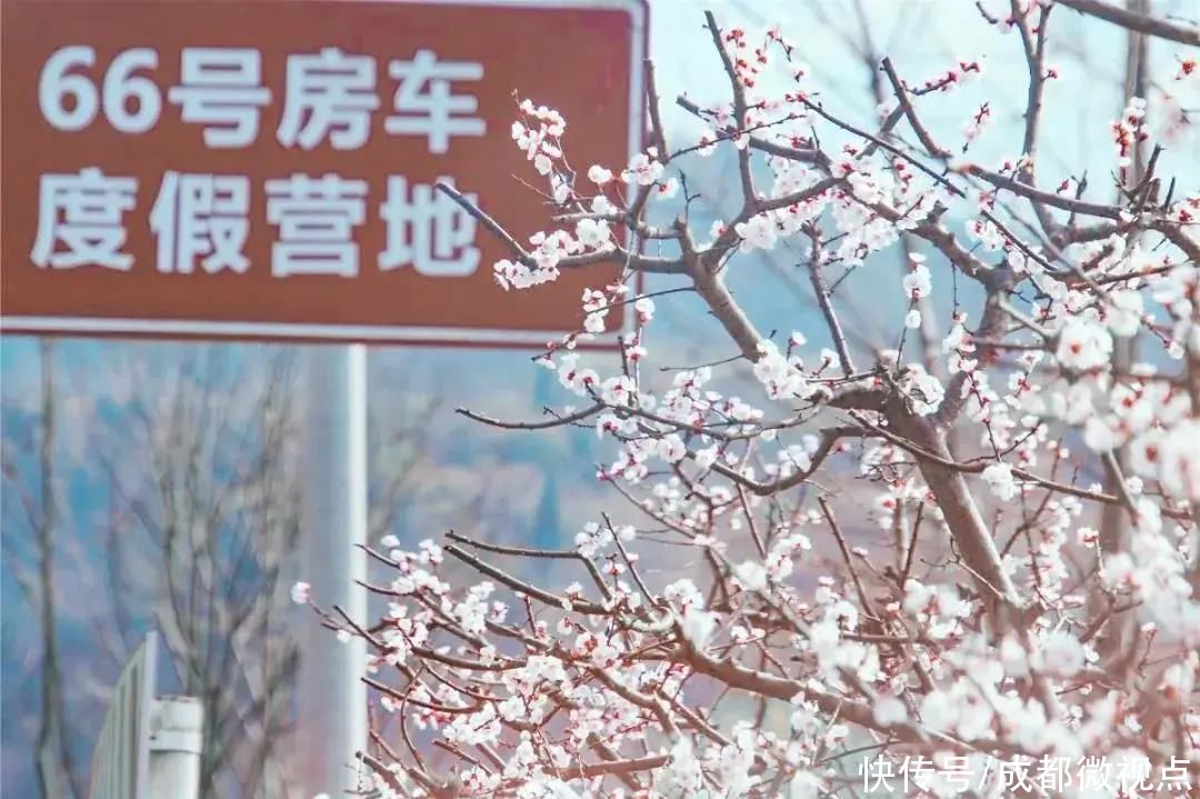 龙泉山第一波春花，来赏