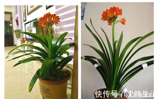 关键点|为什么君子兰不开花,因为你忽略这些关键点