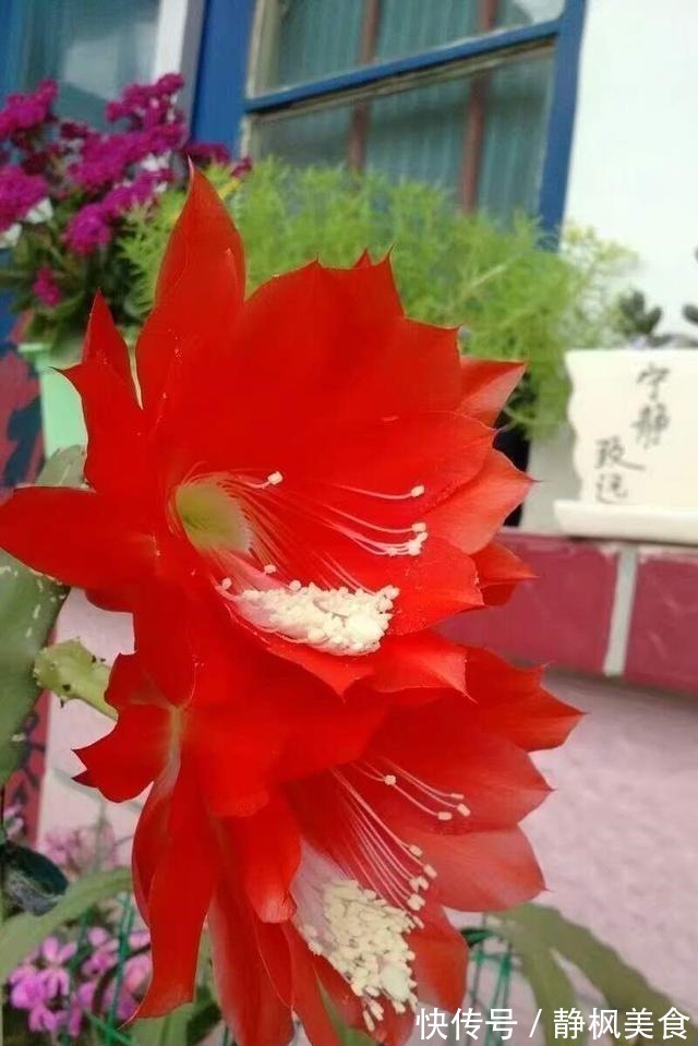 一棵“仙人掌”,叶子“软踏踏”,搭个铁丝架,开出一串“荷花”