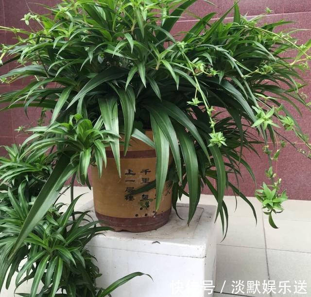 肥沃|10月养吊兰,多做这“1步”,匍匐茎蹭蹭长,叶绿又大,长爆盆