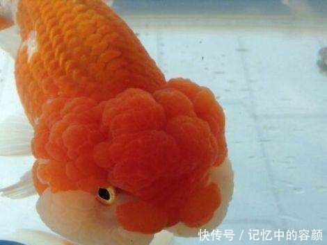 鱼命|下列这些观赏鱼能混养成功,是拿很多鱼命,才能买来的效果