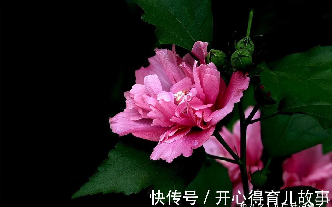 这八种花卉的香味堪比“香水”,阳台上栽一盆，花香就能飘满屋