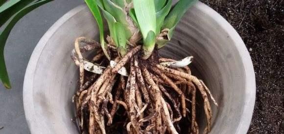 土壤|君子兰怎么换盆做好这几点,你就明白了,服盆效果好能开花