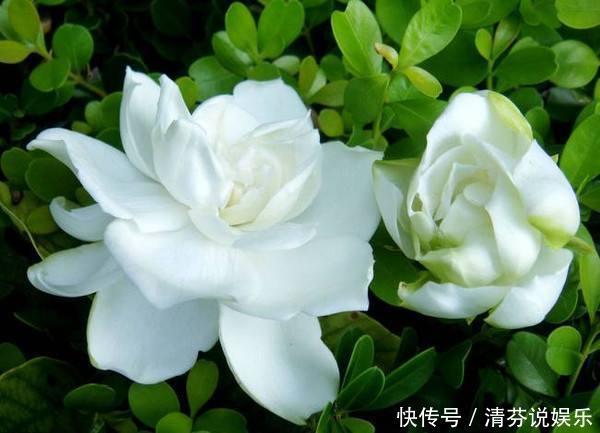 栀子花|到了这个月份,栀子花“修剪”提上日程,明年开花就靠这几刀