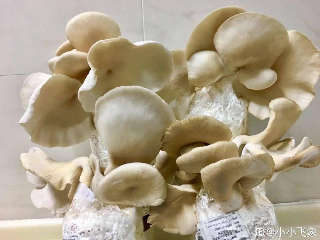 阳台养这10种菜,长得快、结果多,全家都够吃!