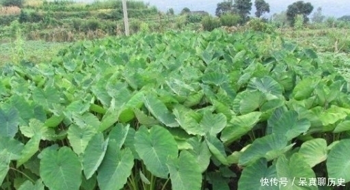 原产自我国,曾是农民的救命粮,叶梗腌酸菜是一绝,不知道可惜了