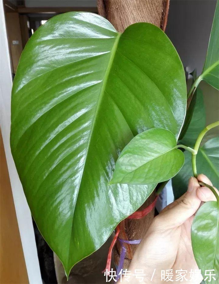 花友|绿萝裹个旧毛巾,俩月能爬1米高,一片叶子脸盆大!