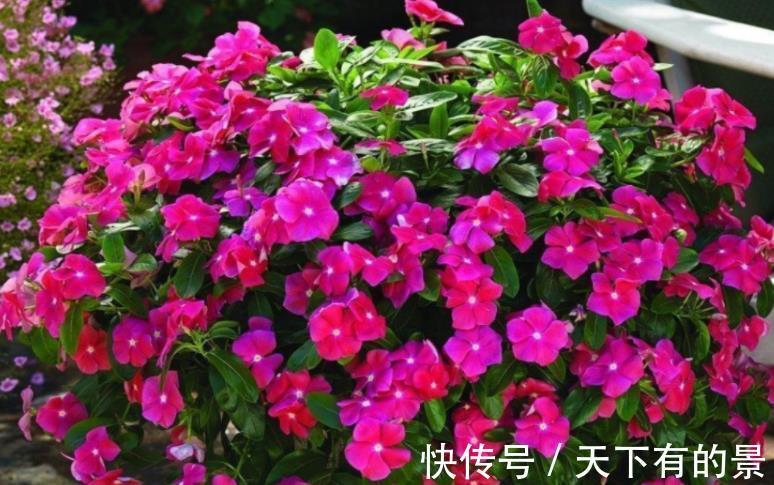 聪明人|7、8月盆栽养花,聪明人都不干这3件事