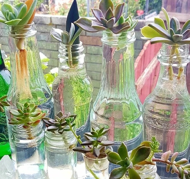 过完寒冬,多肉又干又瘦该怎么办?扔水里养养,1星期就长胖