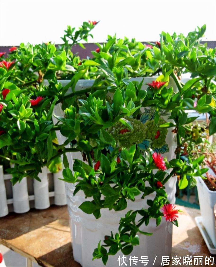 人养花，花亦养人！3种漂亮的花，建议养一些，能吃能看还能养人